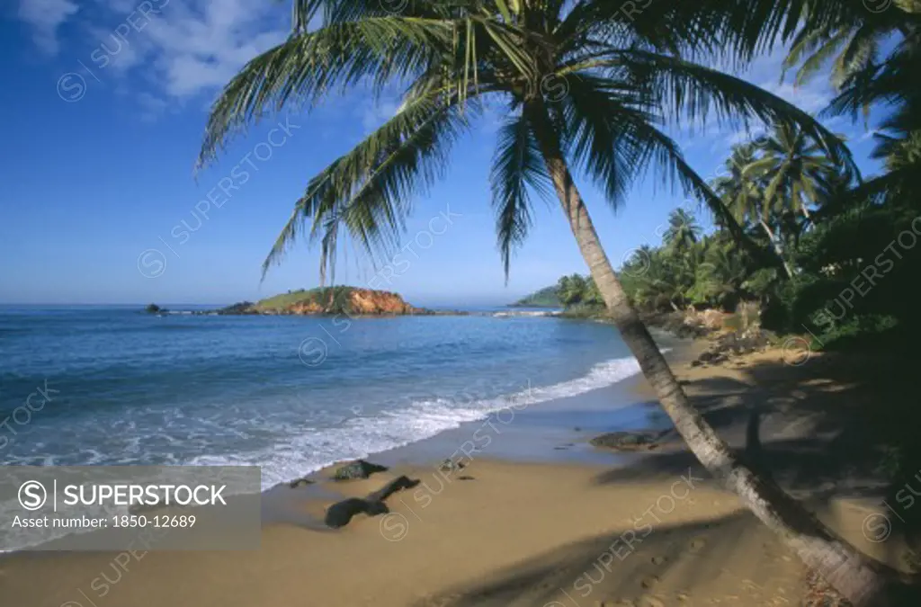 Sri Lanka, Mirissa, View Along Sandy Beach With Overhanging Palms And Distant Rocky Outcrop