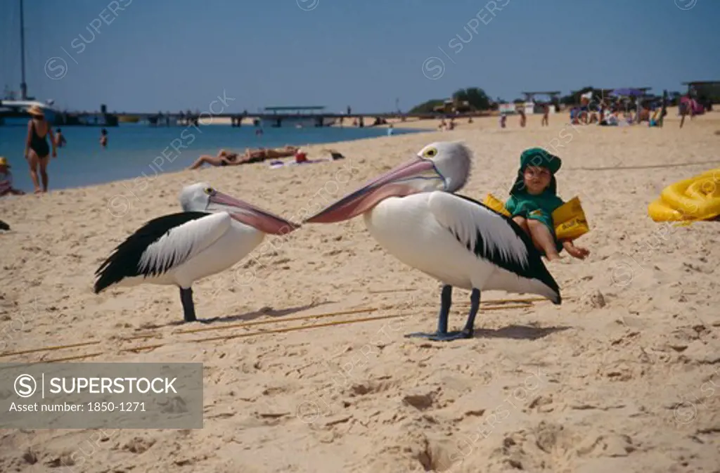 Australia, Western Australia, Beach, Two Monkey Mia Pelicans On Sandy Beach Watched By Small Child Wearing Sun Hat And Inflatable Arm Bands.