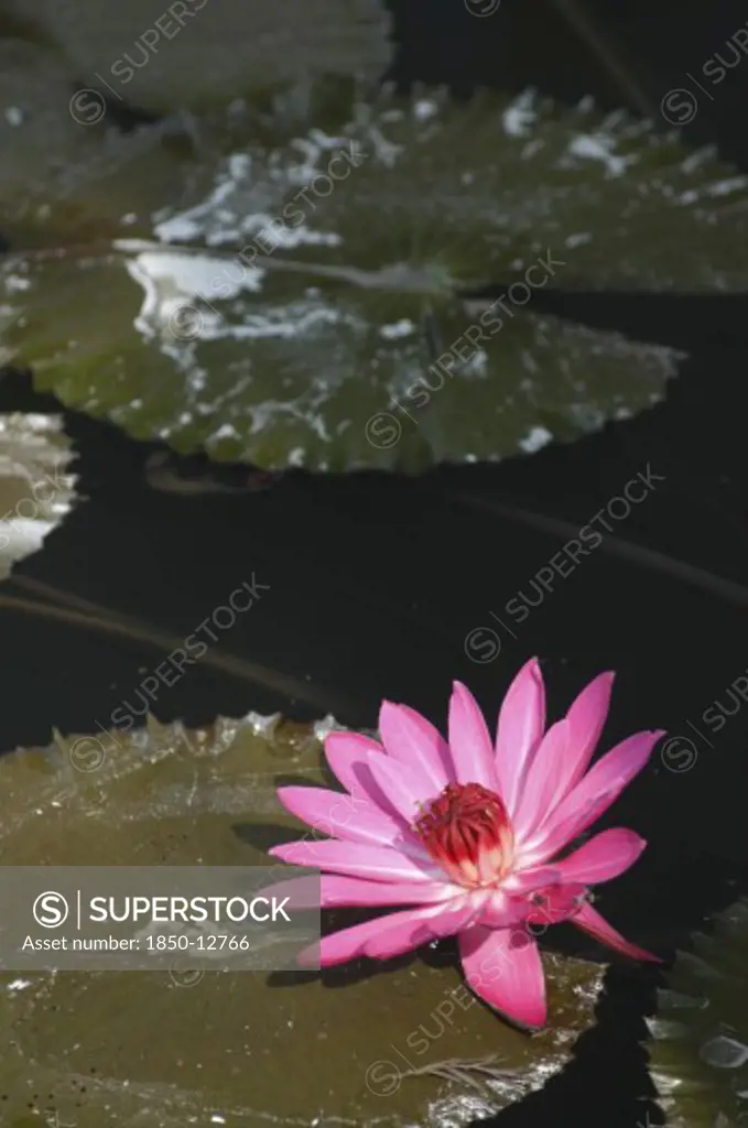 India, Uttar Pradesh, Sarnath, Lotus Blossom In A Lily Pond Behind The Mulagandha Kuti Vihara