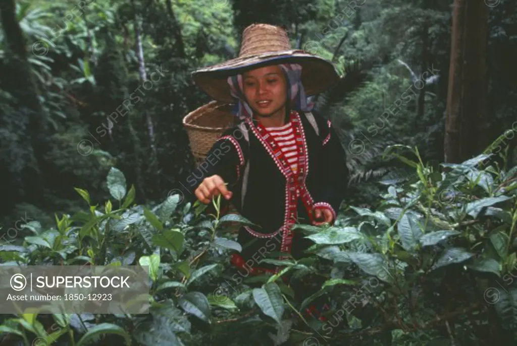 Thailand, Chiang Mai, Chiang Dao District, Lahu Woman Picking Tea On A Plantation