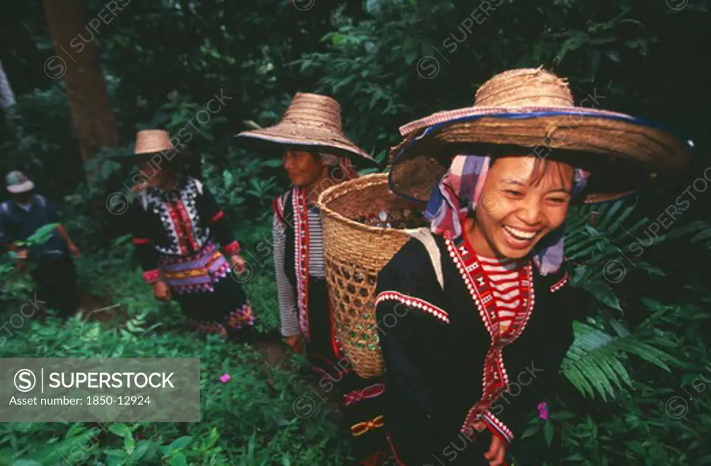 Thailand, Chiang Mai, Chiang Dao District, Lahu Women Picking Tea On A Plantation