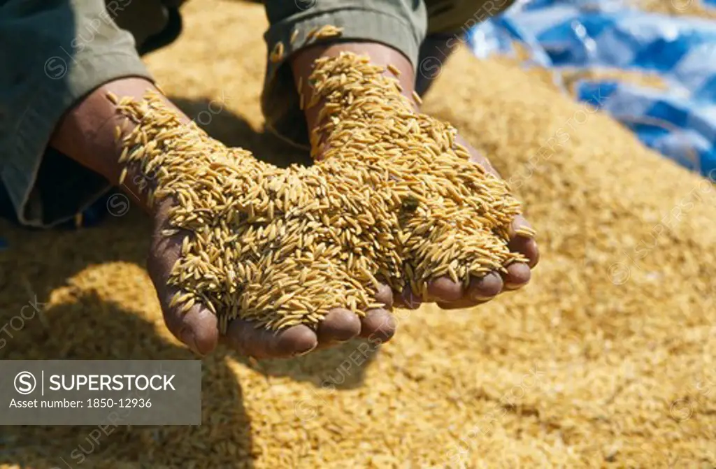 Thailand, Lamphun Province, Ban San Kap Thong, Hands Full Of Harvested Newly Threshed Rice