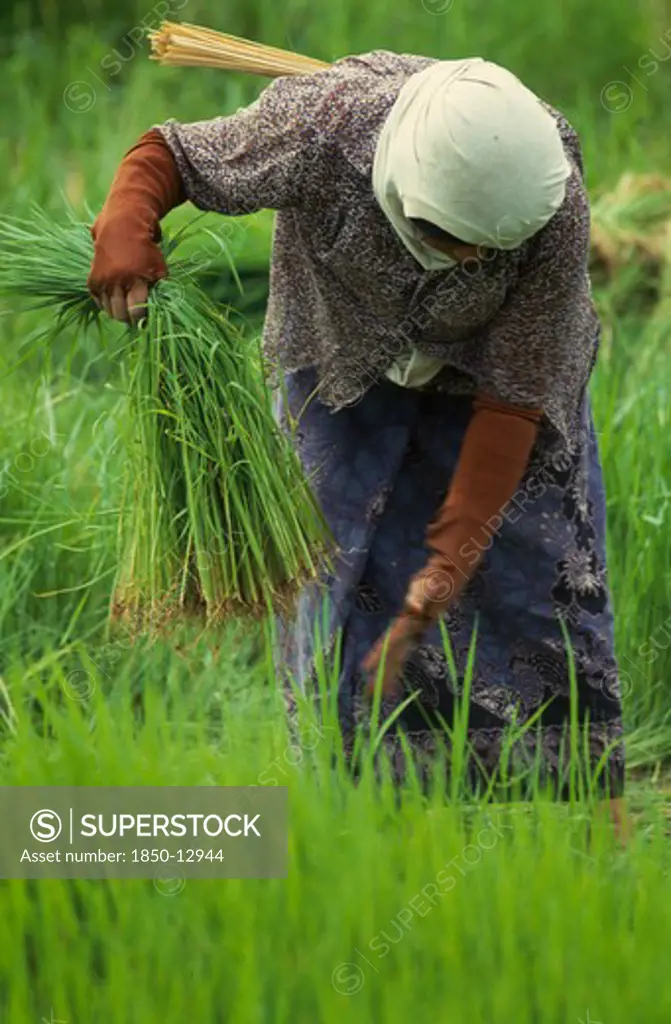 Thailand, Chiang Mai Province, Pah Bong, Woman Pulling Rice Seedlings For Transplanting