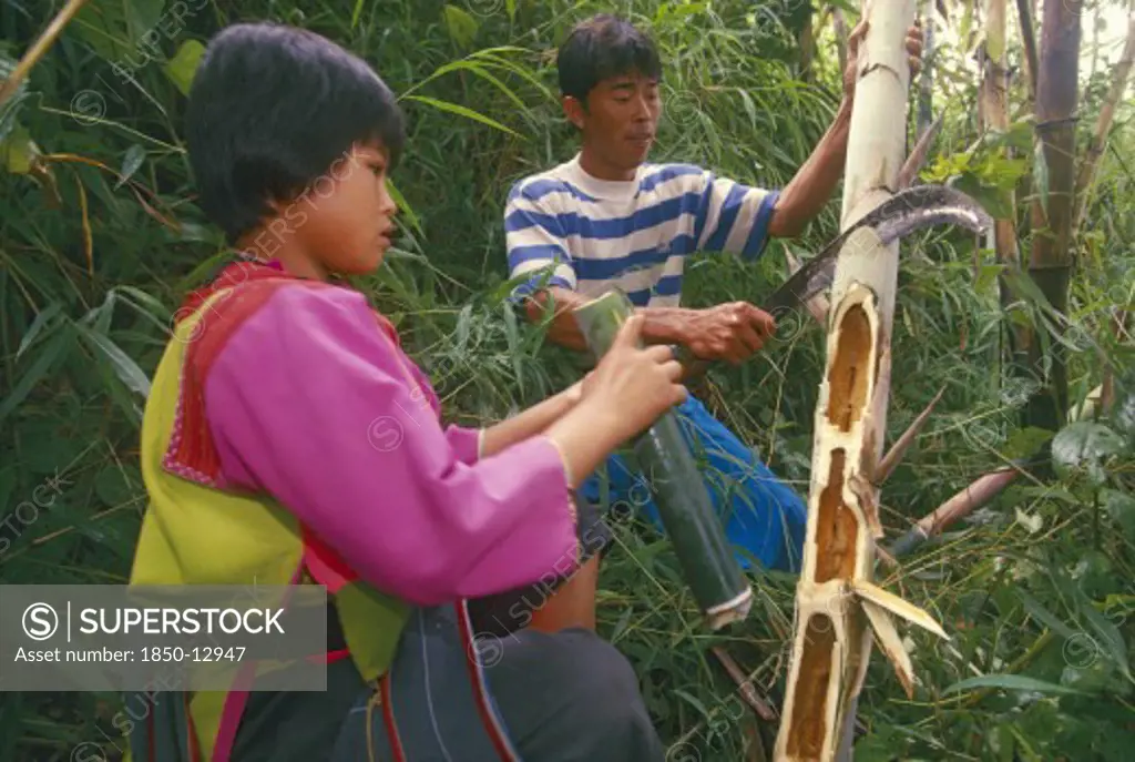 Thailand, Chiang Rai Province, Mae Suai District, Doi Lan. Lisu Girl Collecting Moth Larvae From Bamboo Her Father Has Chopped Open