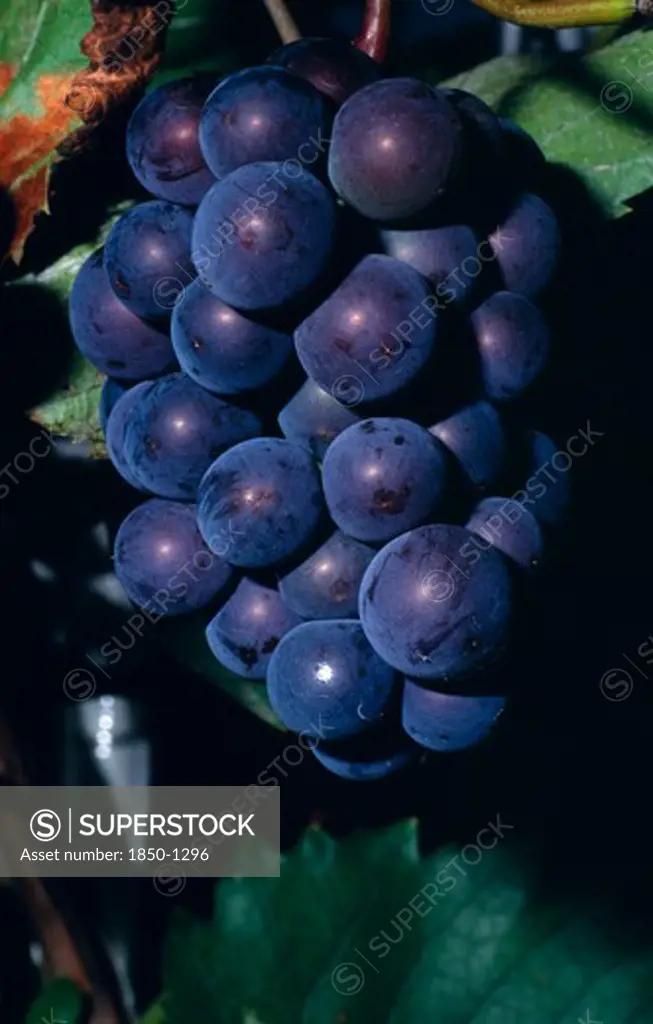 France, Agriculture, Wine, 'Bunch Of Ripe Black Grapes On Vine, Note Yeast Bloom.'