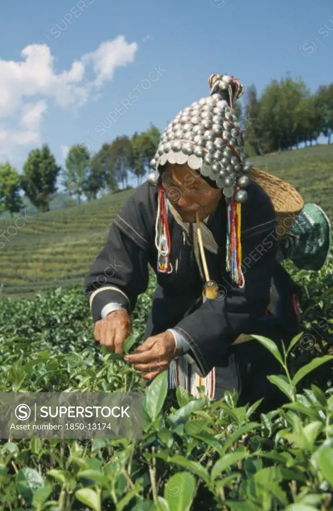 Thailand, North, Mae Salong, Akha Women Picking Tea On Plantation Near Chiang Rai.