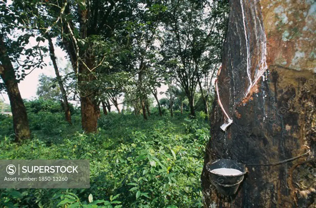 Liberia   , Montserrado, Todee, Rubber Tap On Tree In Plantation.