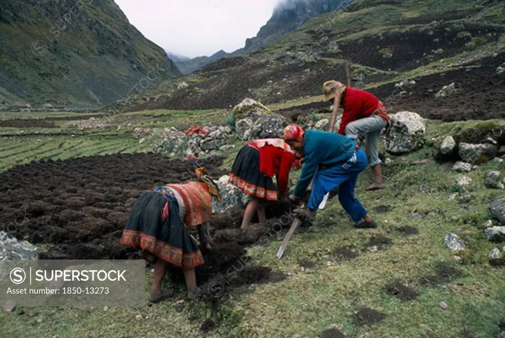 Peru, Andes, Cusco, Cancha Cancha.  Quechua Indian Men And Women Using Traditional Method To Plough Field By Hand.
