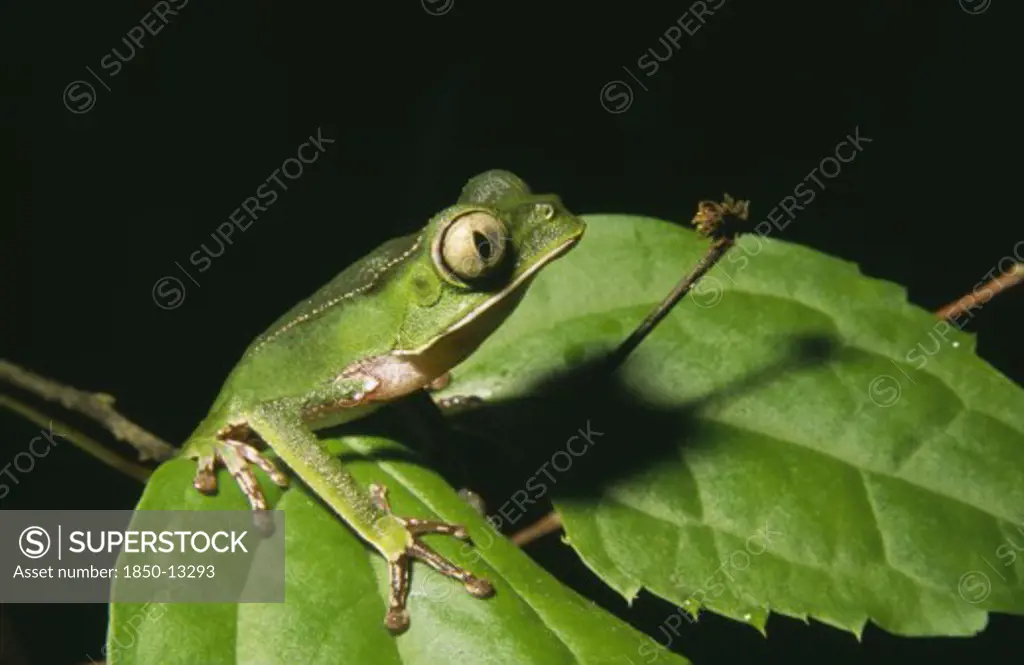 Ecuador, Amazon, Rio Napo, 'Jatun Sacha Biological Station.  Leaf Frog, Phyllomedusa Vaillanti.'