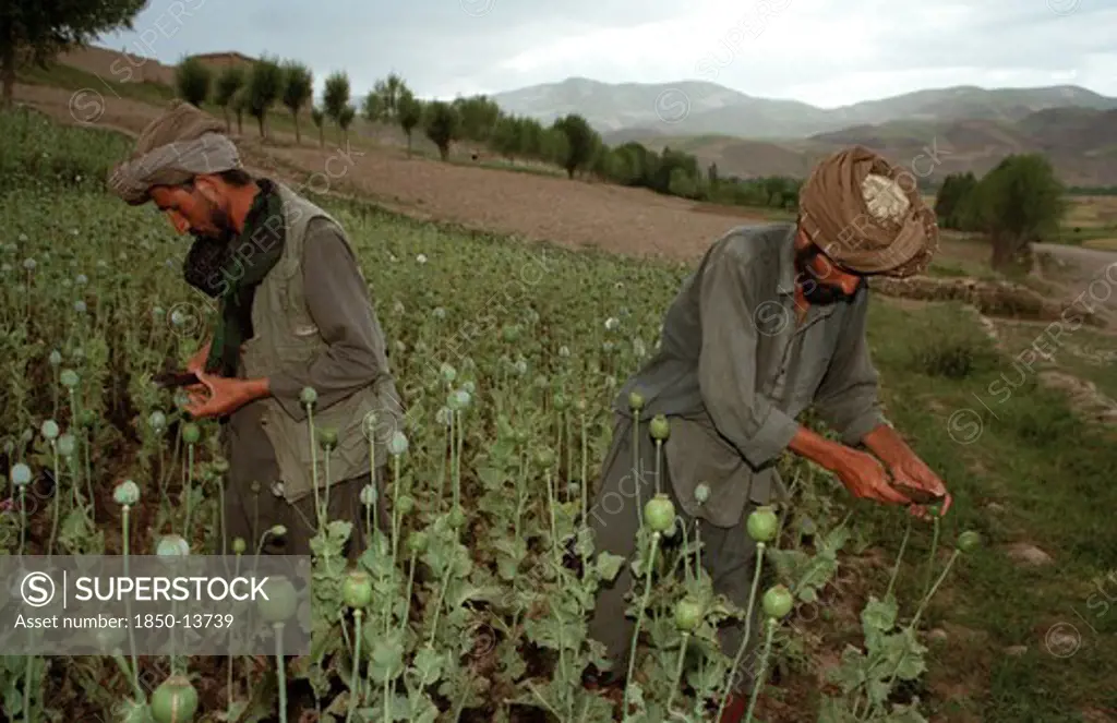 Afghanistan, Badkshan Province, Opium Poppy Harvest With Two Muslim Men Working In Field.