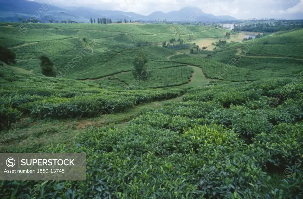 Indonesia, Java, Pengalengan. View Across Tea Plantation Towards A Dam In The Far Distance.