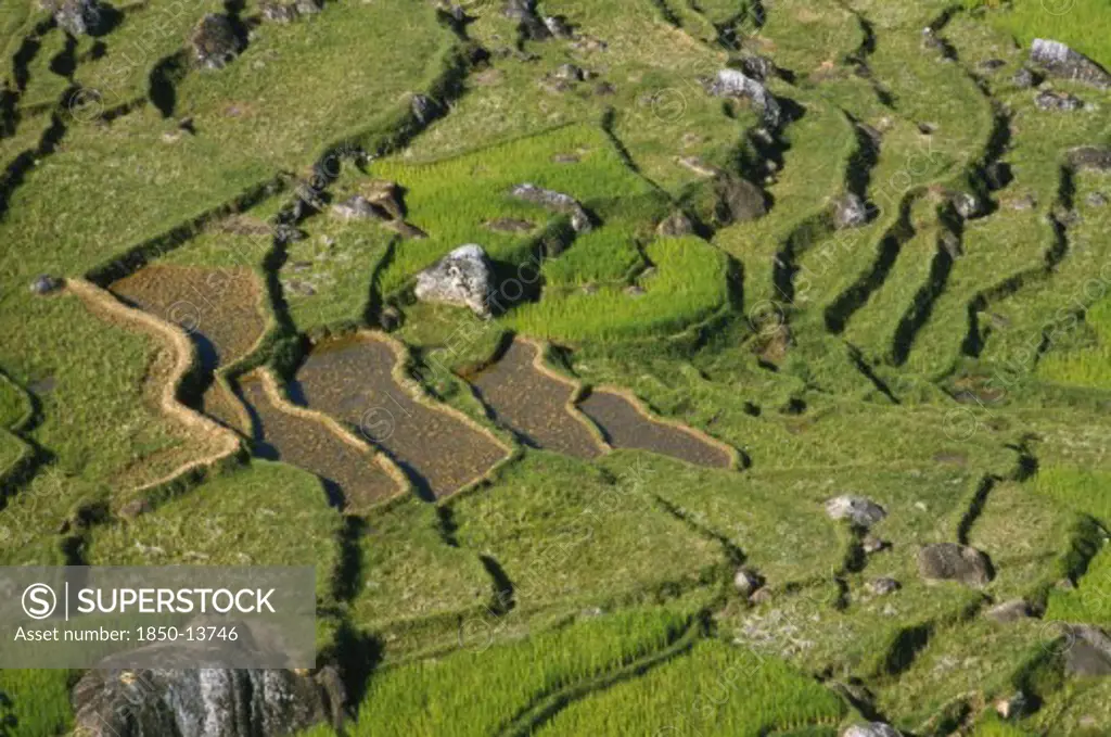 Indonesia, Toraja, Aerial View Over Rice Field.