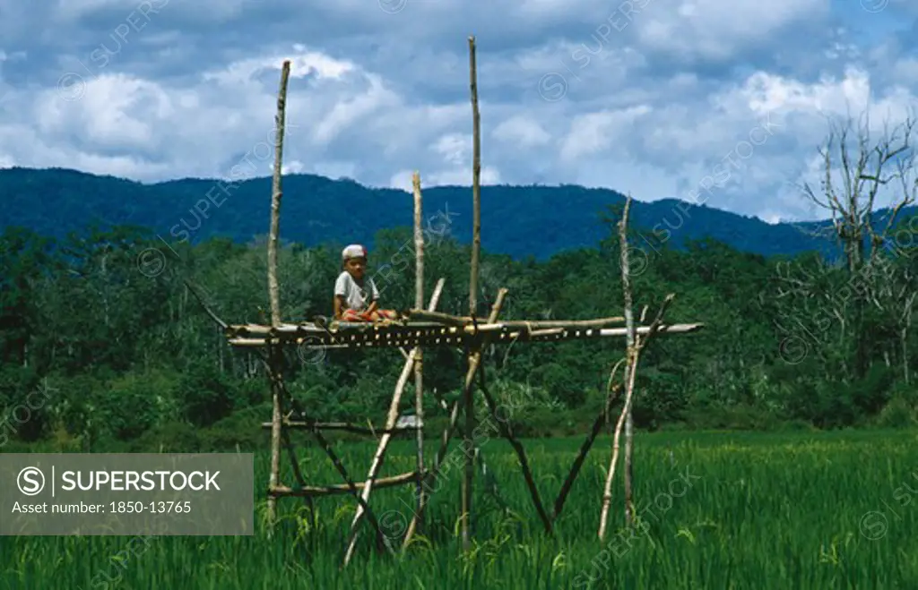 Indonesia, Sulawesi, Napu Valley. Young Boy Sitting On Wooden Watch Tower Appointed As Rice Guardian To Watch Over Crop.