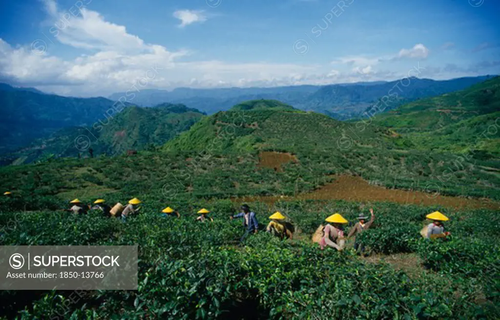 Indonesia, Java, Cukul Tea Estate. Pickers In Line Amongst Crops Wearing Yellow Conical Hats.