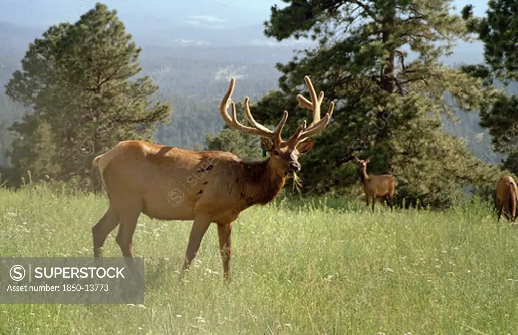 Usa, Colorado, Elks In Country Landscape