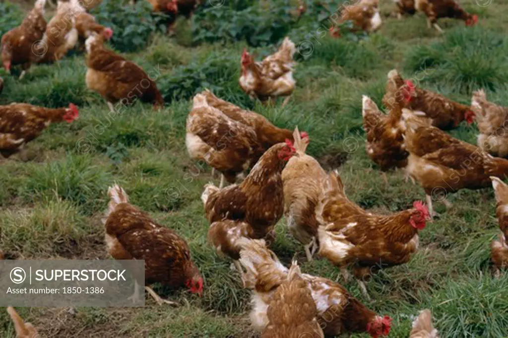 Agriculture, Livestock, Poultry, Free Range Chickens Roaming In Field.