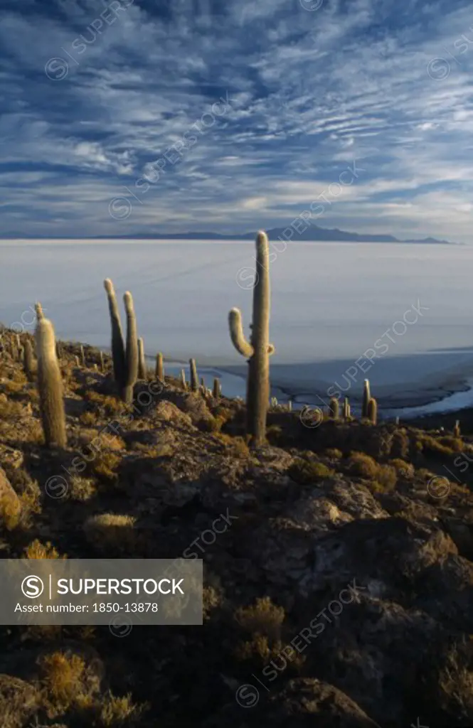 Bolivia, Altiplano, Potosi, Salar De Uyuni. Isla Incahuasi. Cacti Covered Island Overlooking Salt Pan Toward Tunupa Volcano
