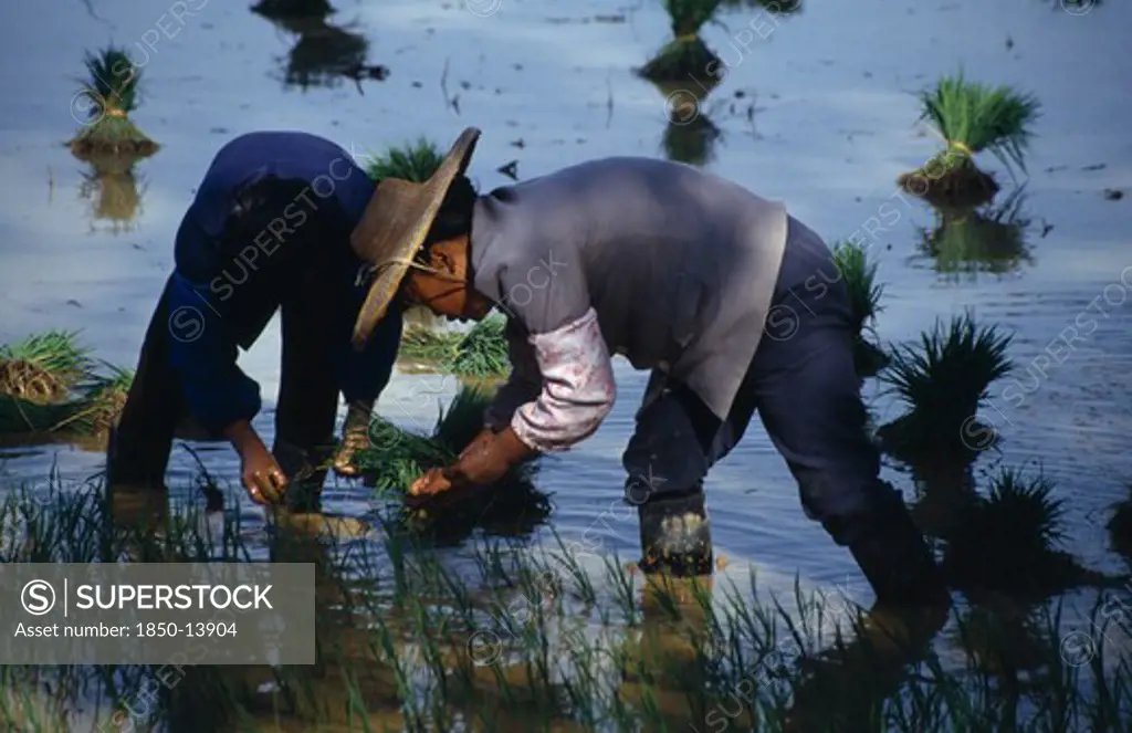 China, Yunnan Province, Agriculture, Transplanting Rice In Paddy Field On The Outskirts Of Kunming.
