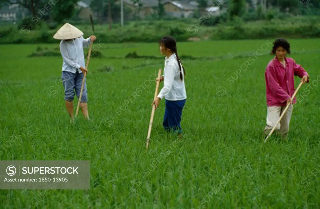 China, Agriculture, Rice Cultivation.
