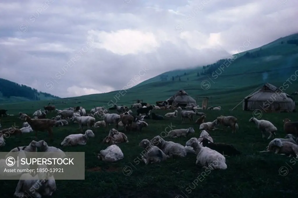China, Xinjiang, Kazakh, Kazakh Nomad Felt Tents Or Kigizuy In Summer Pasture With Sheep Herd In The Foreground.