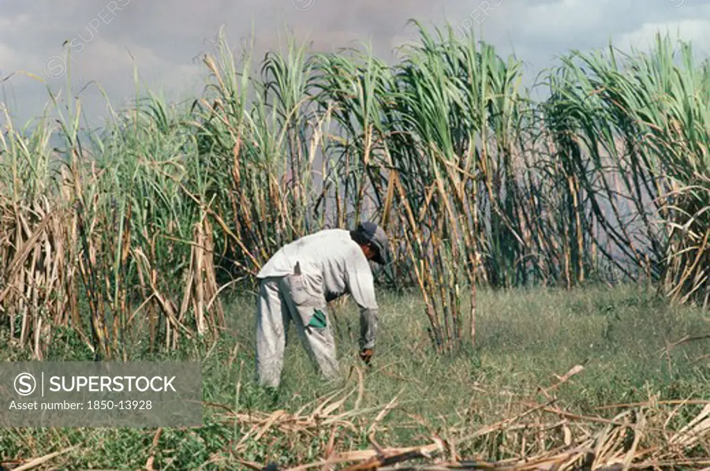 Brazil, Amazonia, Farming, Male Worker In Sugar Cane Plantation