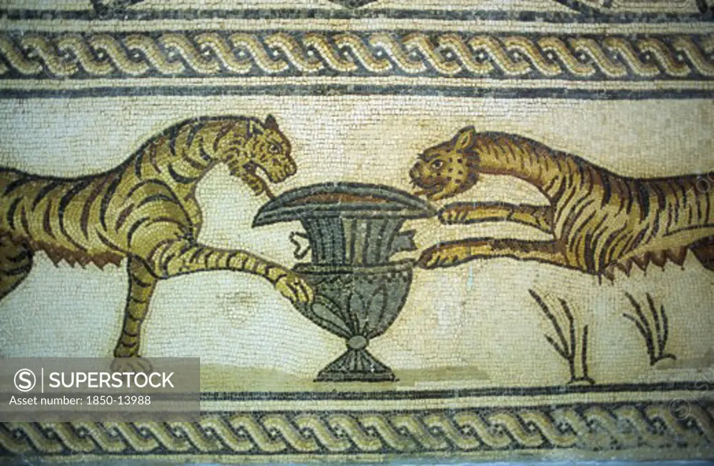 Libya, Tolmeita, Mosaic Depicting Tigers And Urn Exhibited In The Museum