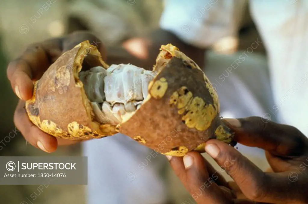 Ghana, Farming, Ripe Cocoa Pod.