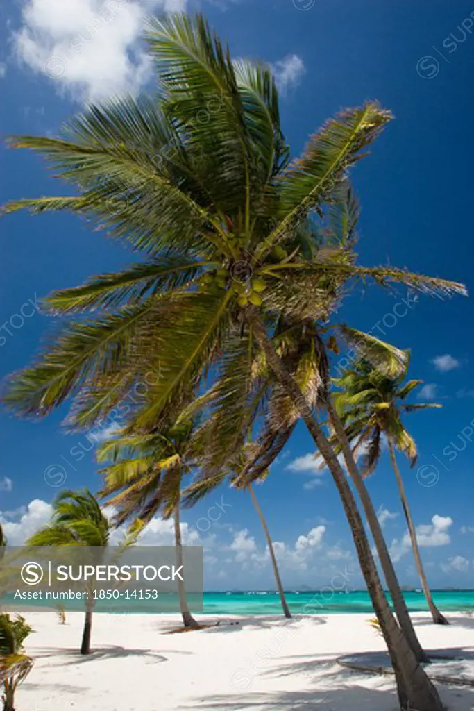 West Indies, St Vincent & The Grenadines, Palm Island, Coconut Trees On The Beach At Palm Island Resort