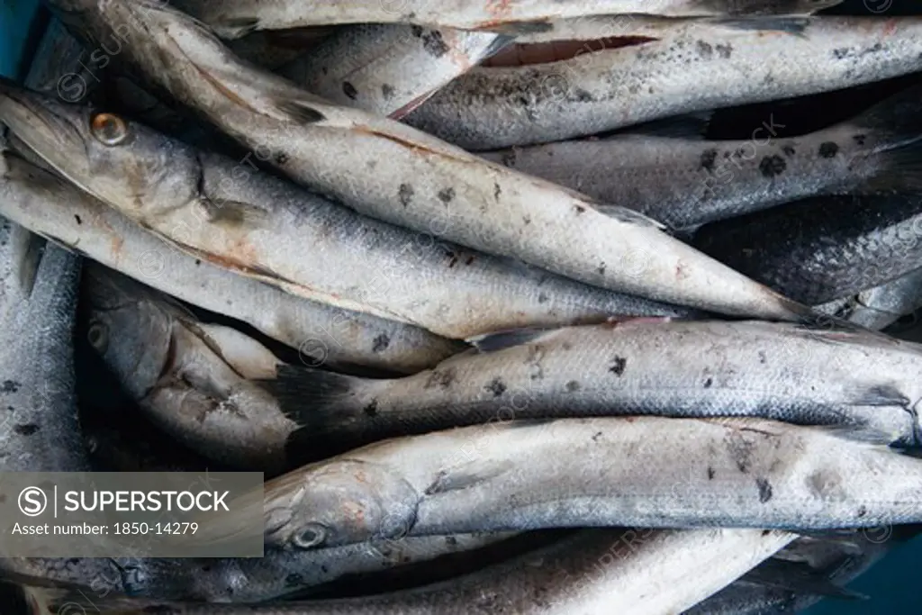 West Indies, St Vincent & The Grenadines, Canouan, Barracuda In The Local Fish Market