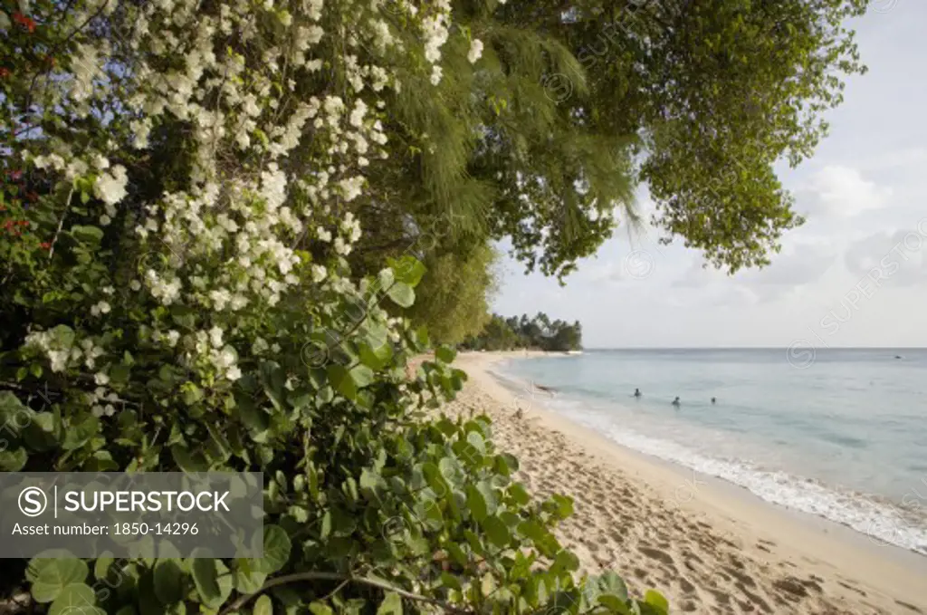 West Indies, Barbados, St Peter, Gibbes Bay Beach In The Late Afternoon