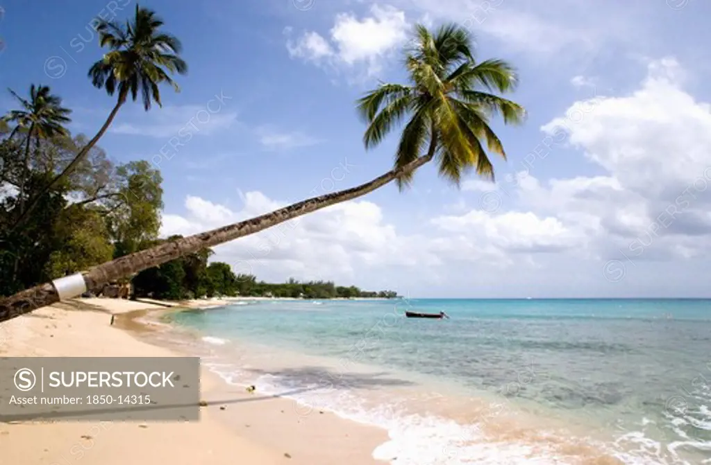 West Indies, Barbados, St Peter, Coconut Palm Trees Onturtle Bay Beach