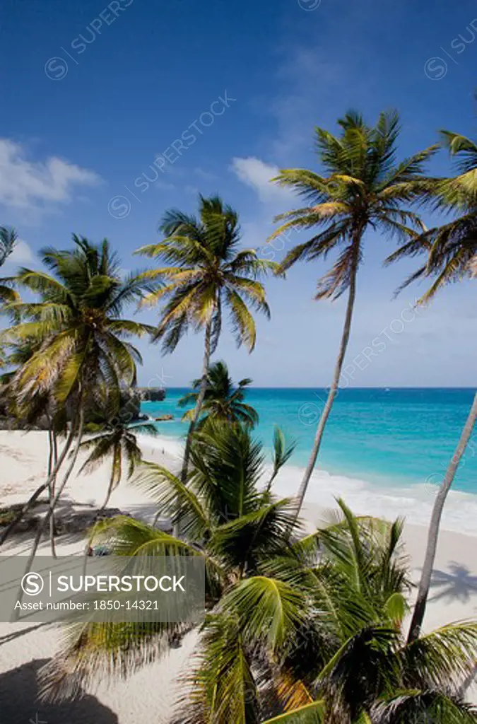 West Indies, Barbados, St Philip, Coconut Palm Trees On The Beach At Bottom Bay
