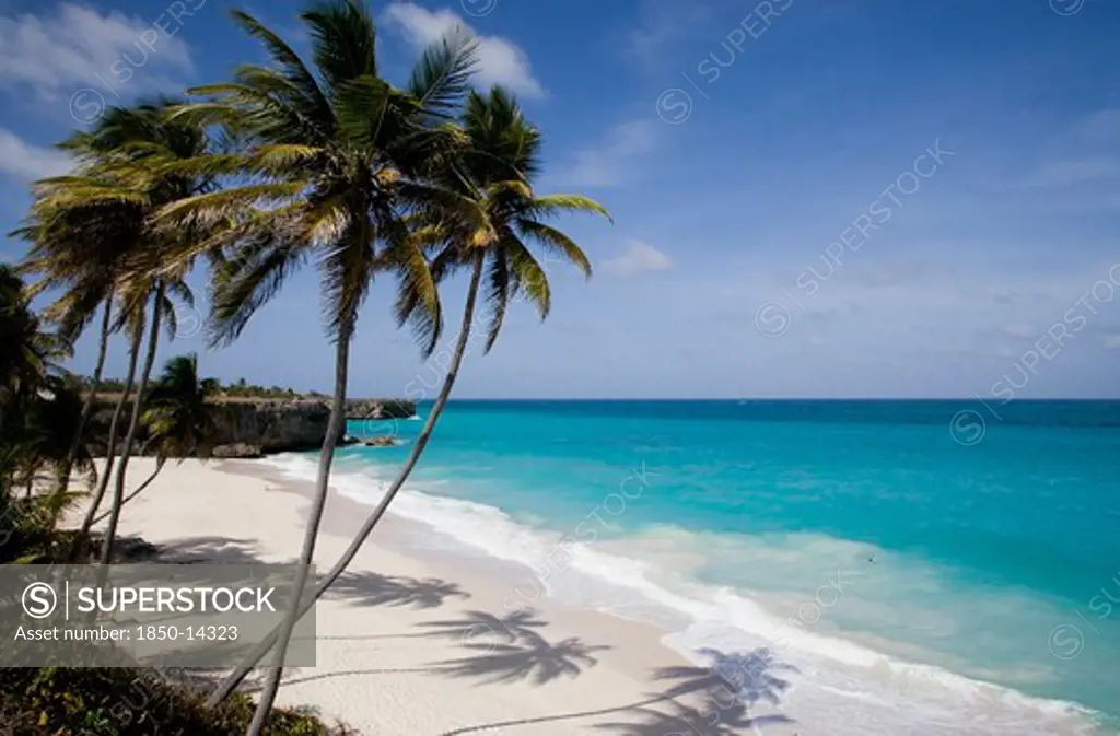 West Indies, Barbados, St Philip, Coconut Palm Trees On The Beach At Bottom Bay With Man Swimming In Rough West Coast Sea