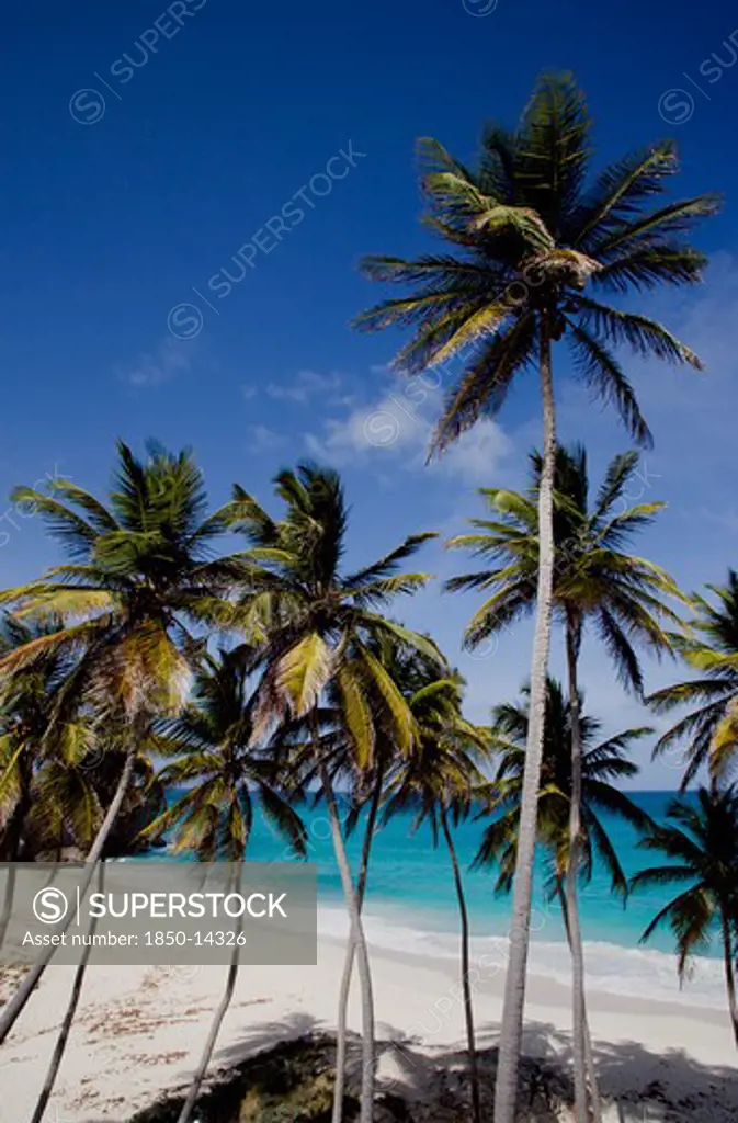 West Indies, Barbados, St Philip, Coconut Palm Trees On The Beach At Bottom Bay