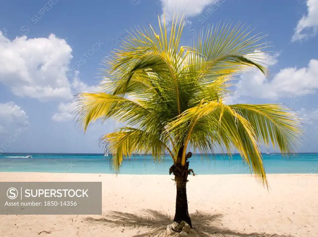 West Indies, Barbados, St Thomas, Coconut Palm Tree On Sandy Lane Beach