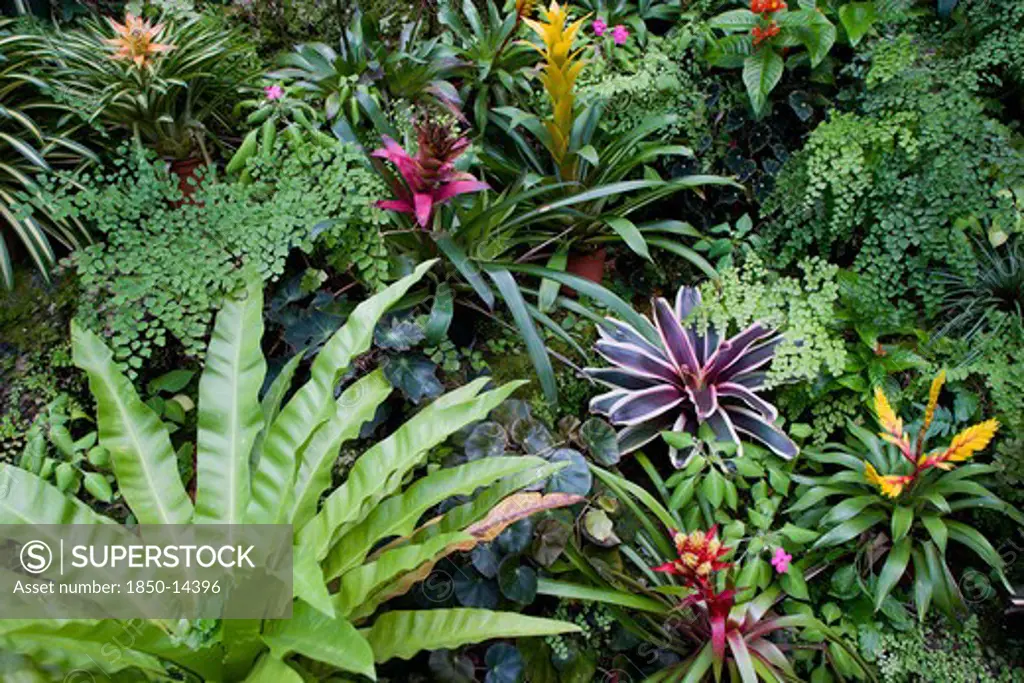 West Indies, Barbados, St George, Francia Plantation House Greenhouse With Tropical Plants