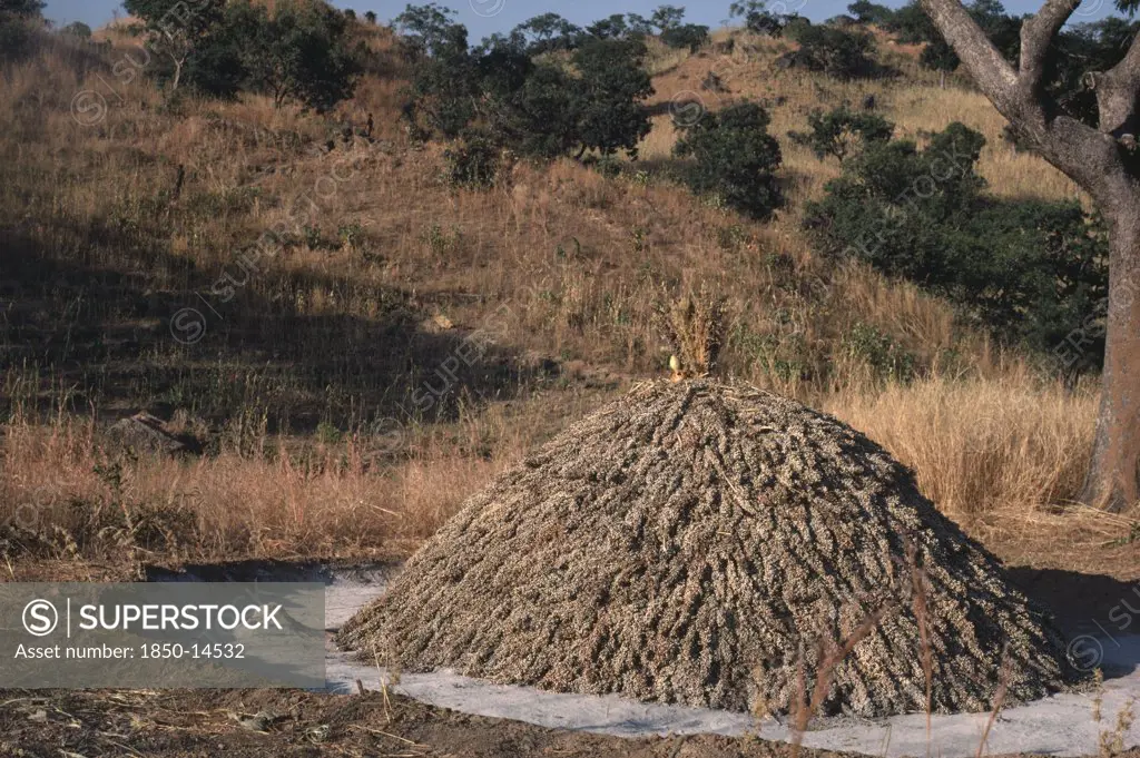 Nigeria, Agriculture, Stack Of Harvested Sorghum.