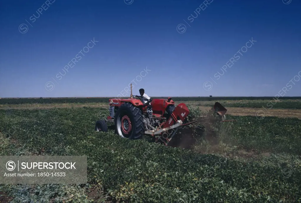 Nigeria, Agriculture, Machine Harvesting Of Groundnut Crop.