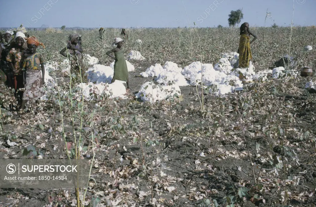 Nigeria, Industry, Women And Young Girls Harvesting Cotton.