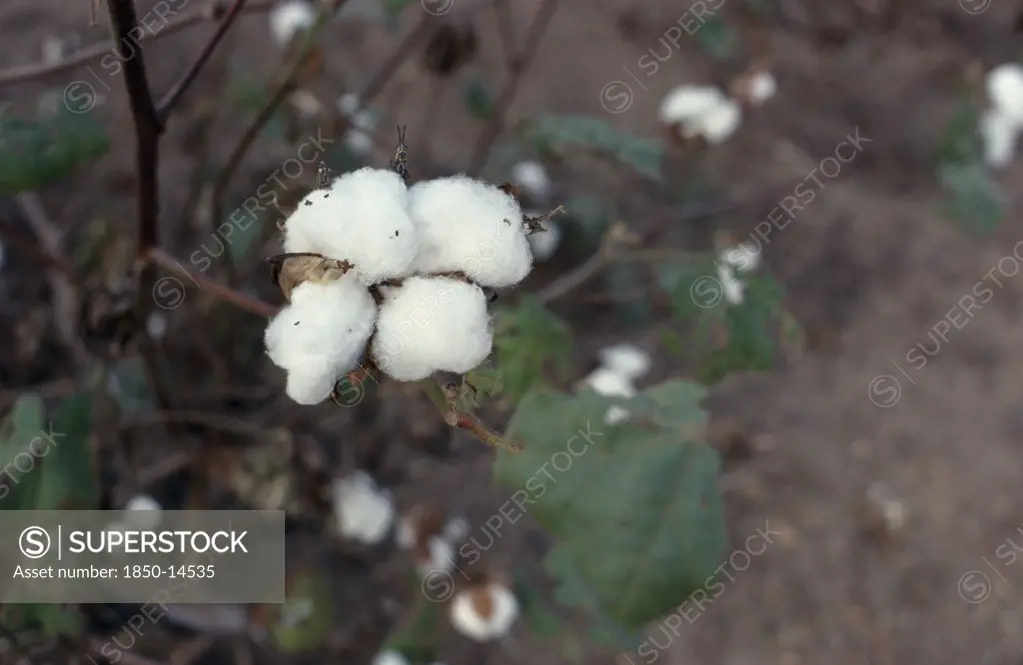 Nigeria, Ife, Cotton Bols On Plant.