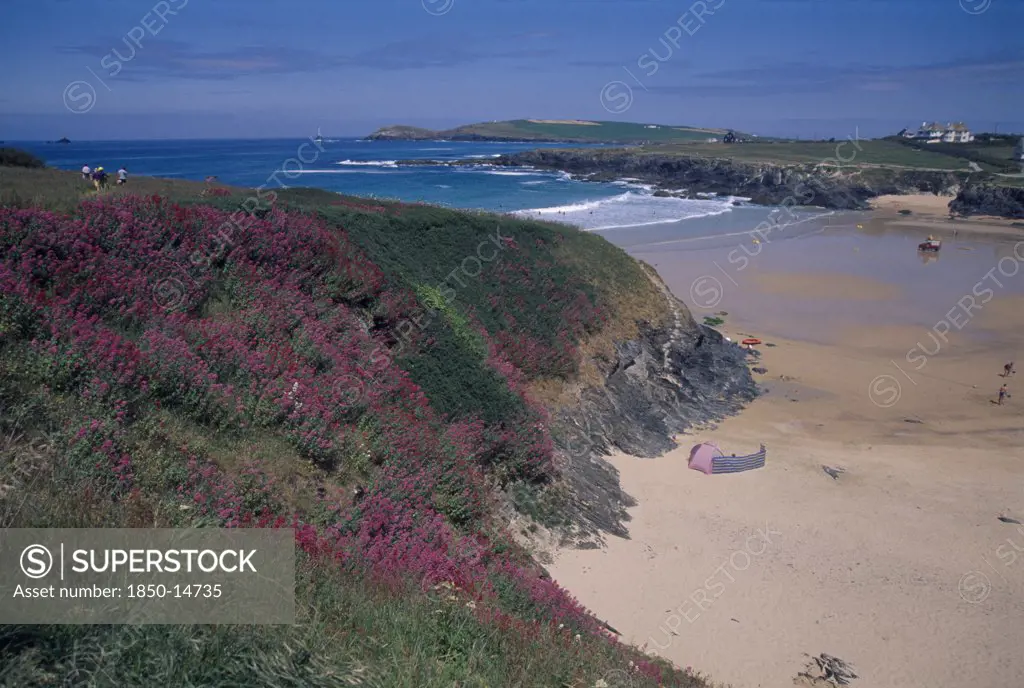 England, Cornwall, Treyarvon Bay, Wild Flowers On Cliff Top Overlooking Sandy Beach And Bay Near Padstow.