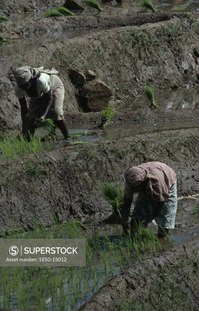 Sri Lanka, Agriculture, Women Planting Rice Seedlings In Terraced Paddy Near Kandy.
