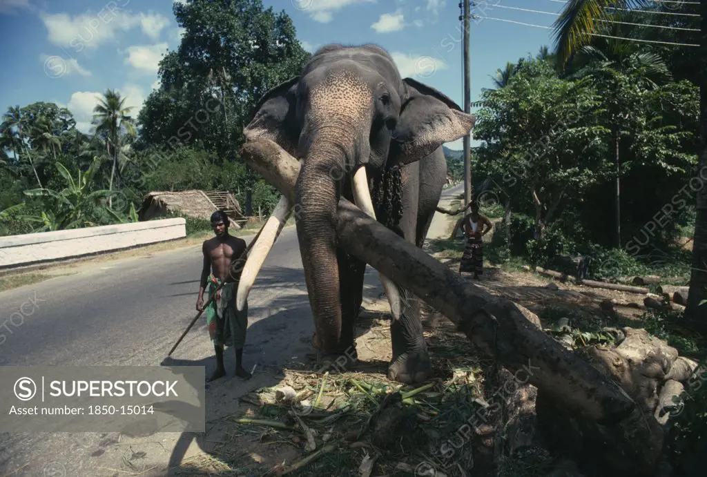 Sri Lanka, Animals, Working Elephant With Handlers On Road Near Kandy.