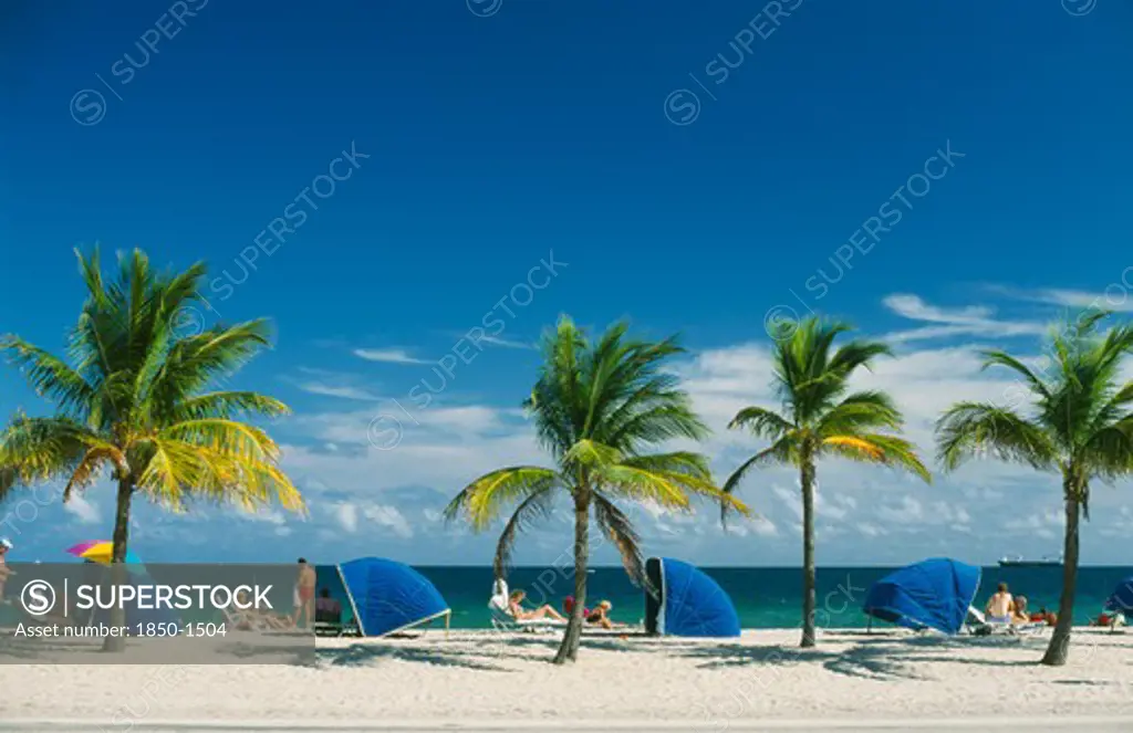 Usa, Florida  , Fort Lauderdale, Line Of Palm Trees And Wind Breakers On Sandy Beach.