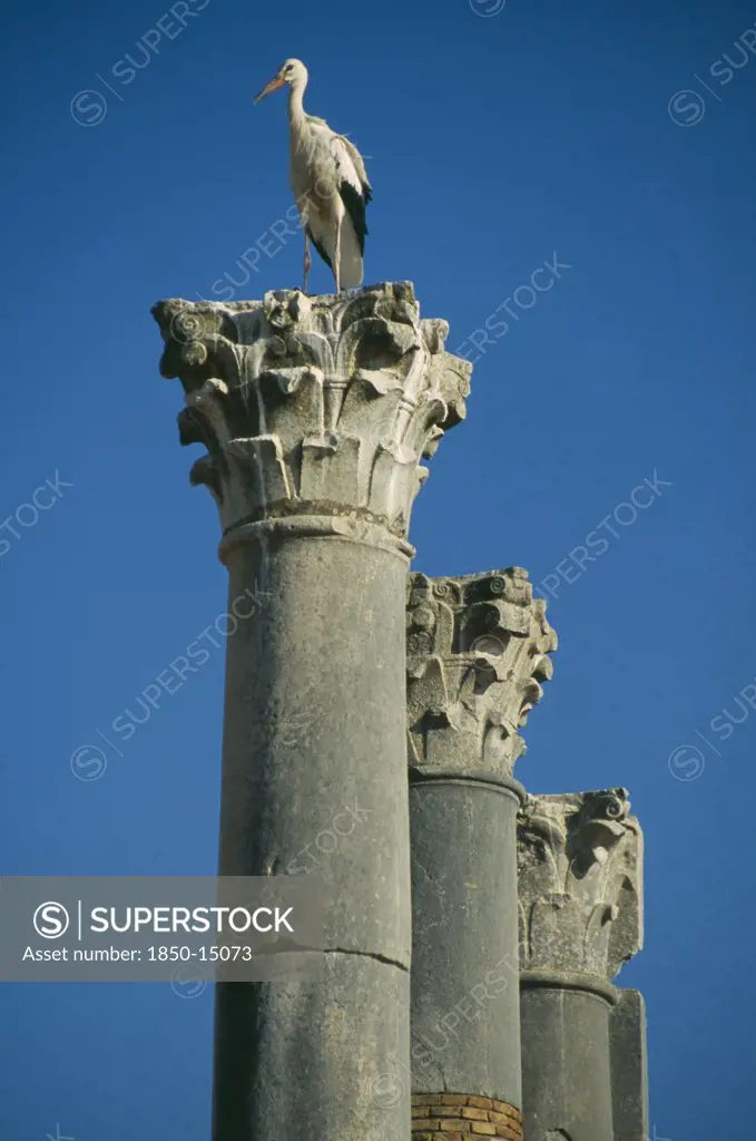 Morocco, Volubilis, Roman Ruins Of The Capitol Dating From 217 Ad With Storks Nesting On Top Of The Corinthian Columns