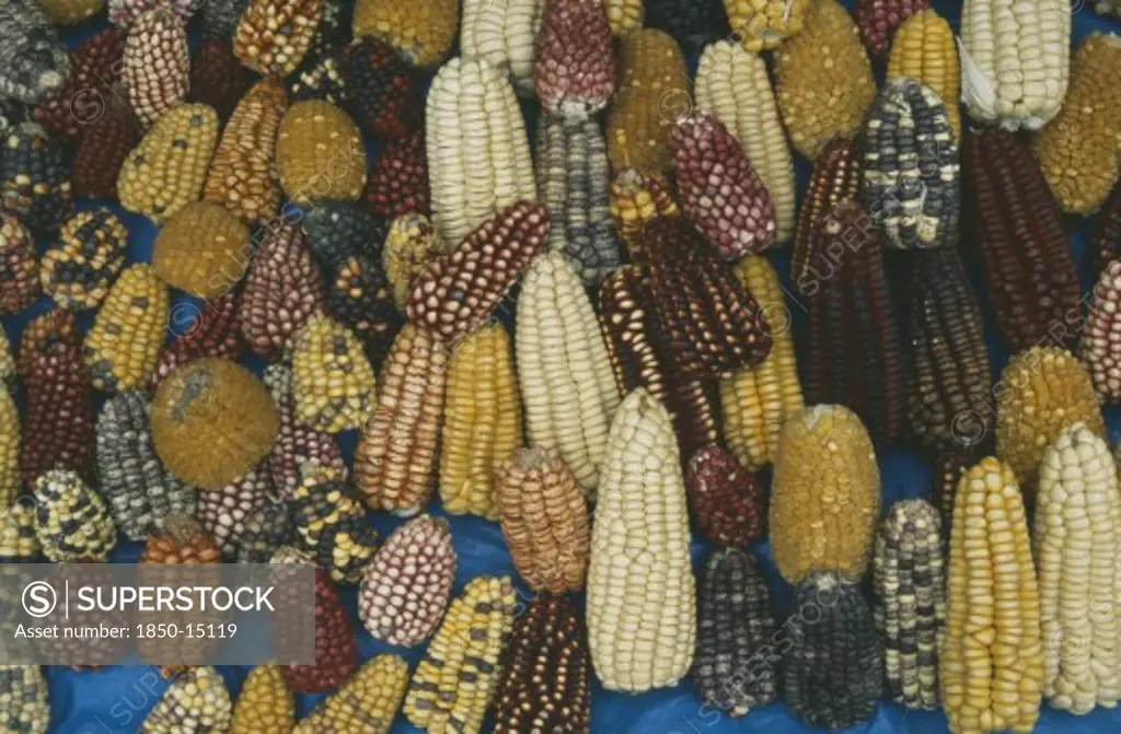 Peru, Cusco, Pisac, Maize Cobs Of Different Colours.