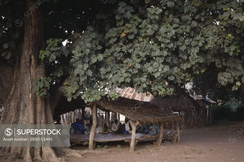 Gambia, People, Village Histories Told By Story Teller Griot Under The Biggest Tree In The Village.