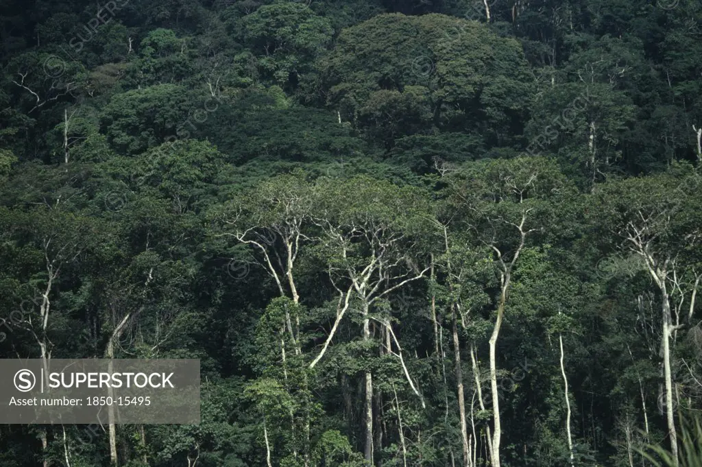 Gabon, Rainforest, Densley Forested Area.