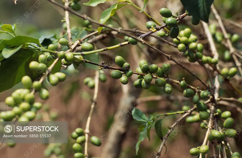 Burundi, Kirundo Province, Coffee Growing Near The Border With Rwanda.  Principal Cash Crop Of Burundi.