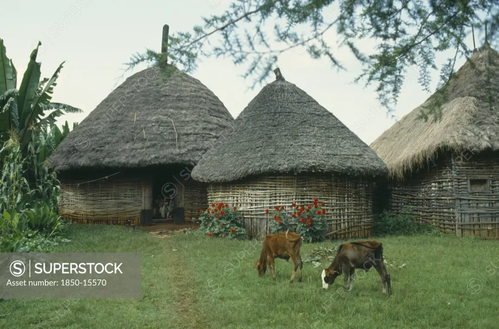 Ethiopia, Attat, Calves Grazing Outside Thatched Huts Of Village With Children In Doorway.